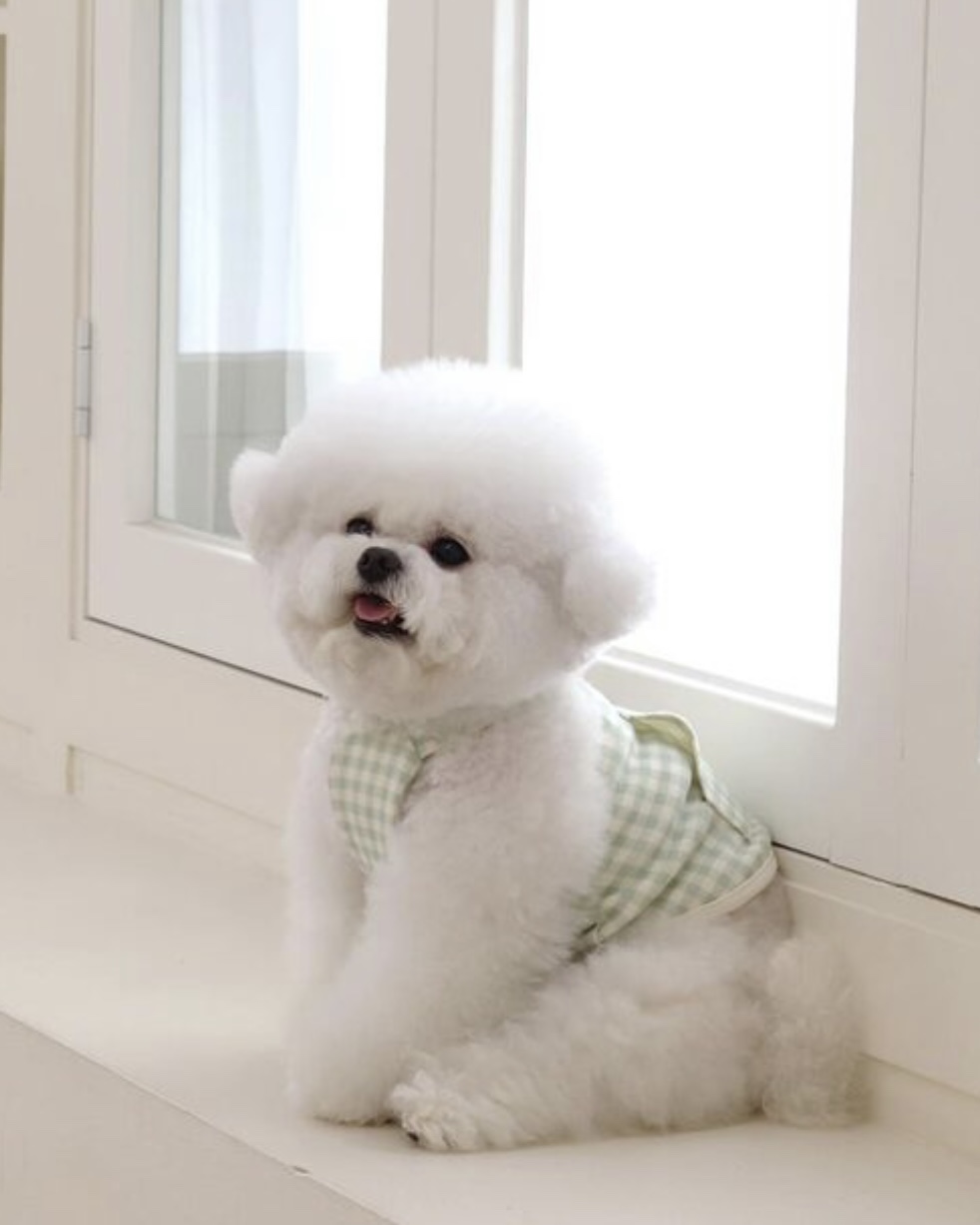 Chiot Together Check Crop Top Overall (Mint)