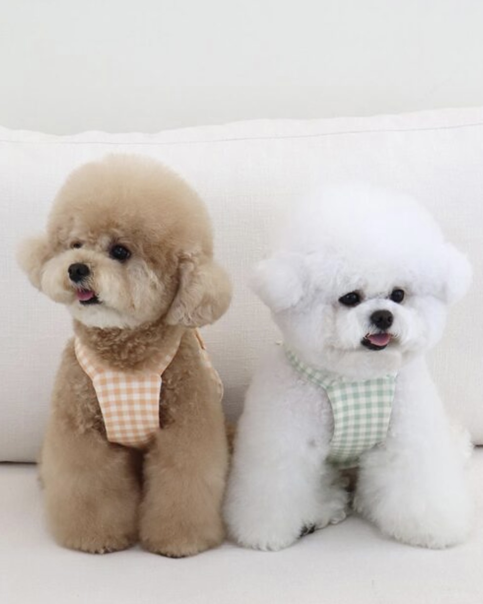 Together Check Crop Top Overall (Orange)