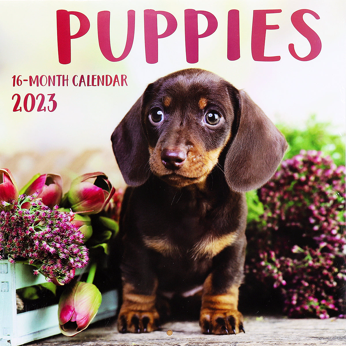 Puppies 2023 Square Wall Calendar Pets Animals 16 Month Premium Planner New Year - Zmart Australia
