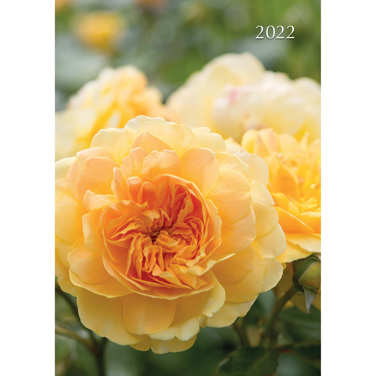 Roses - 2022 Premium A5 Padded Cover Diary Planner Book Christmas New Year Gift - Zmart Australia
