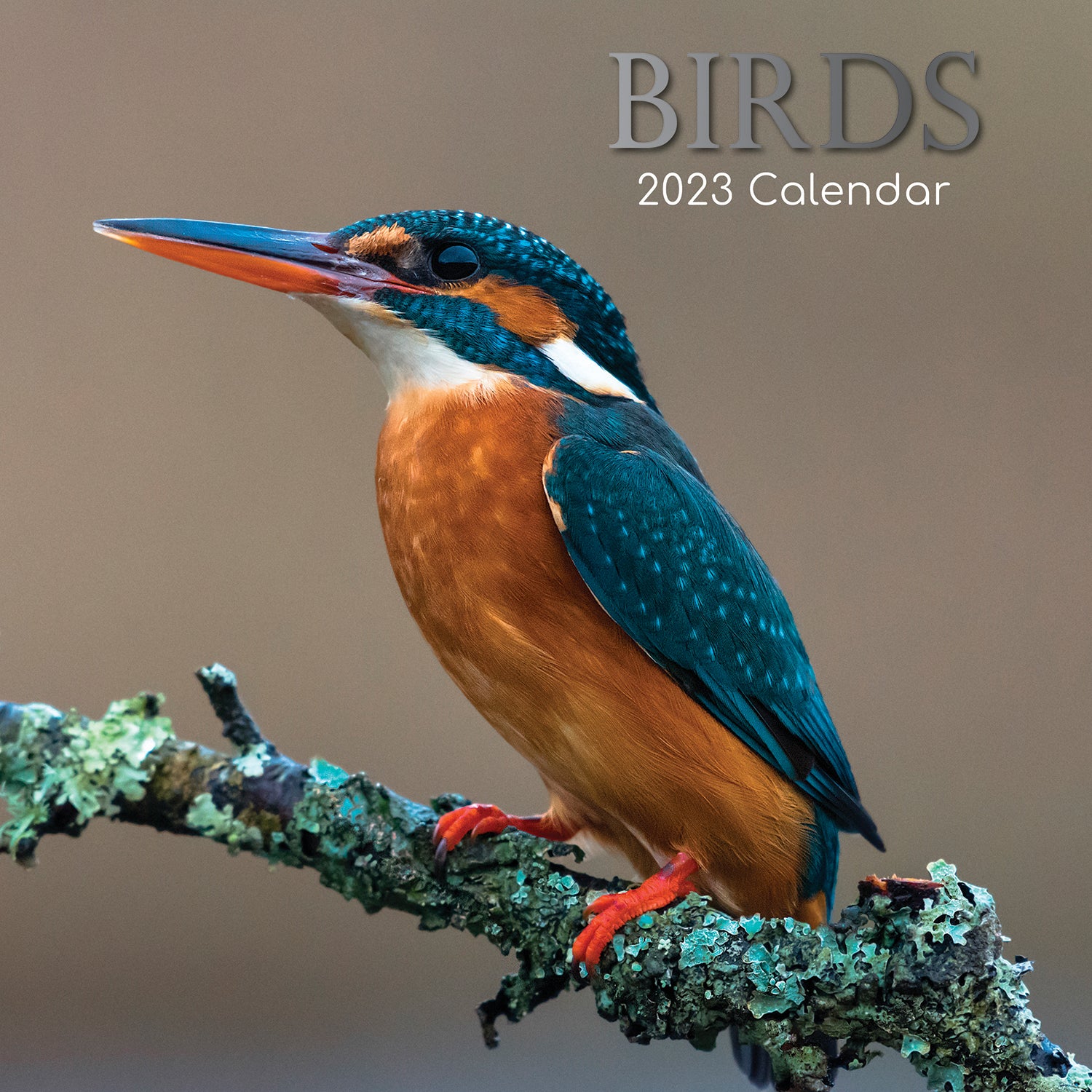 Birds - 2023 Square Wall Calendar Pets Animals 16 Months Premium Planner Gift - Zmart Australia