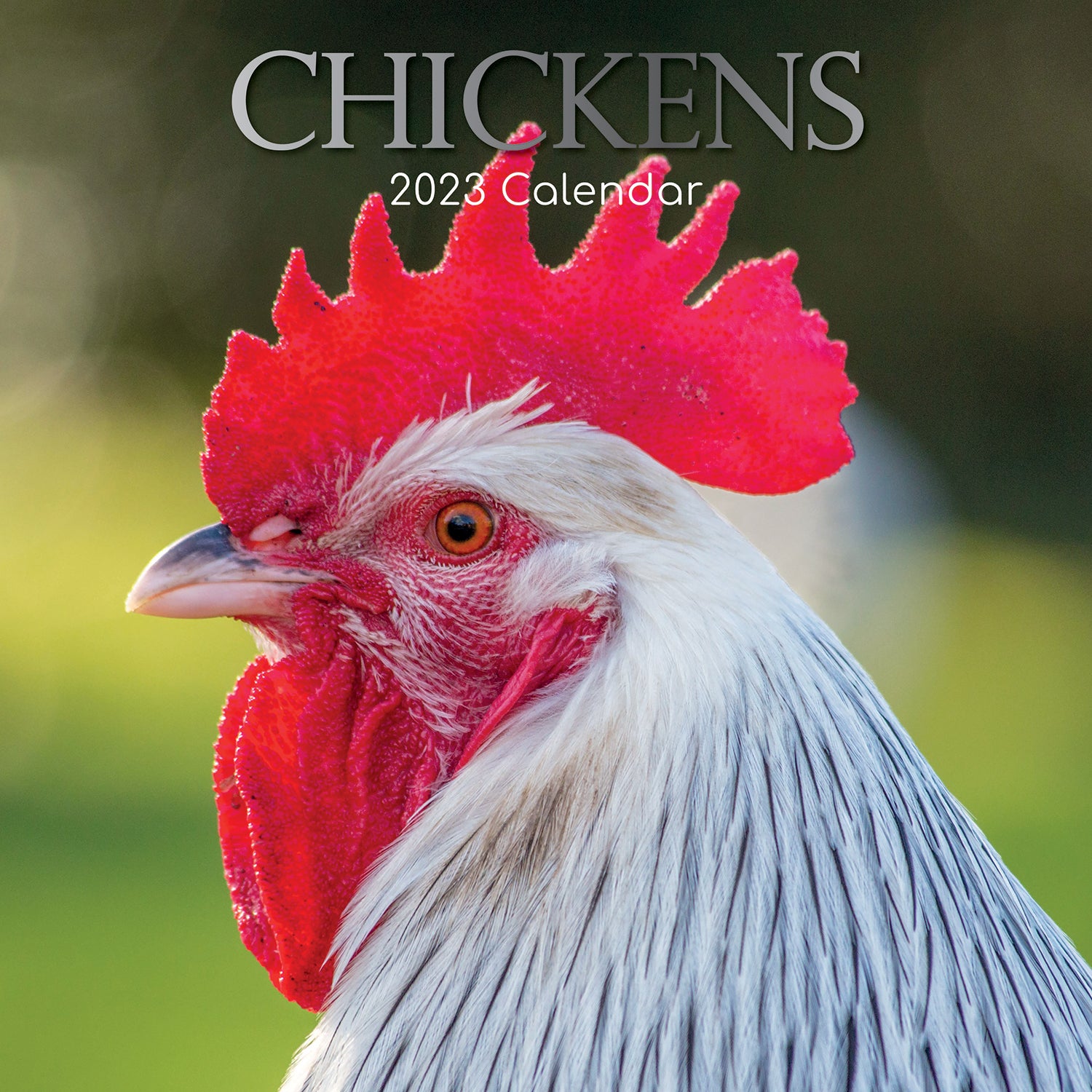 Chickens - 2023 Square Wall Calendar Pets Animals 16 Months Premium Planner Gift - Zmart Australia