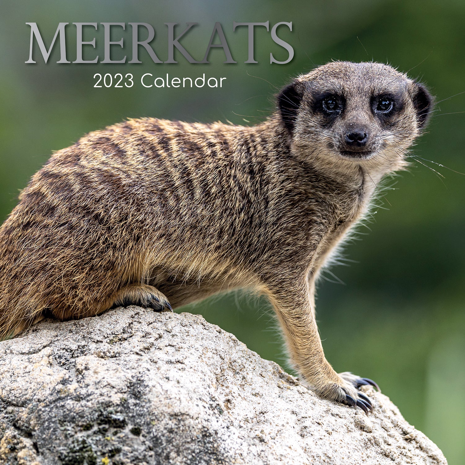 Meerkats - 2023 Square Wall Calendar Pets Animals 16 Months Premium Planner Gift - Zmart Australia