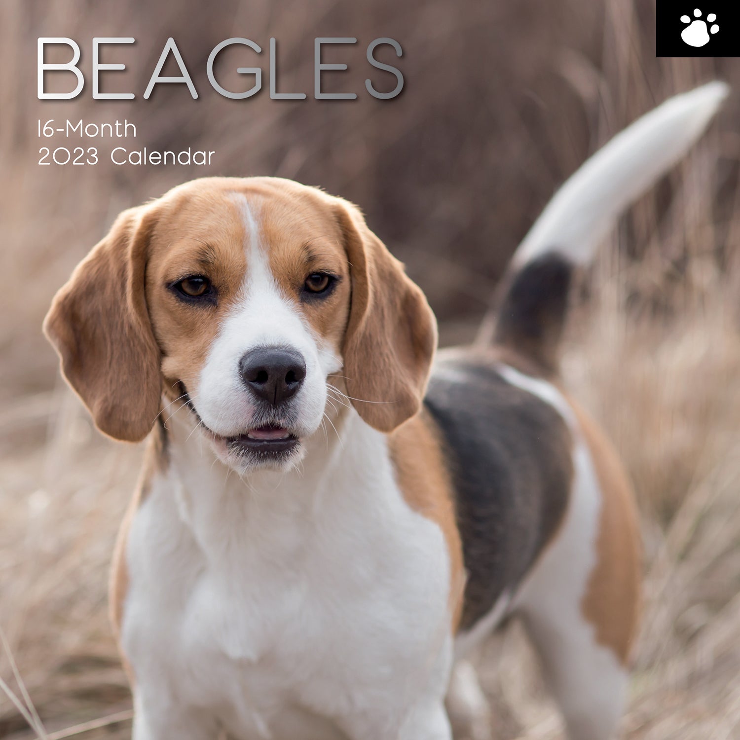 Beagles - 2023 Square Wall Calendar Pets Dog 16 Months Premium Planner New Year - Zmart Australia