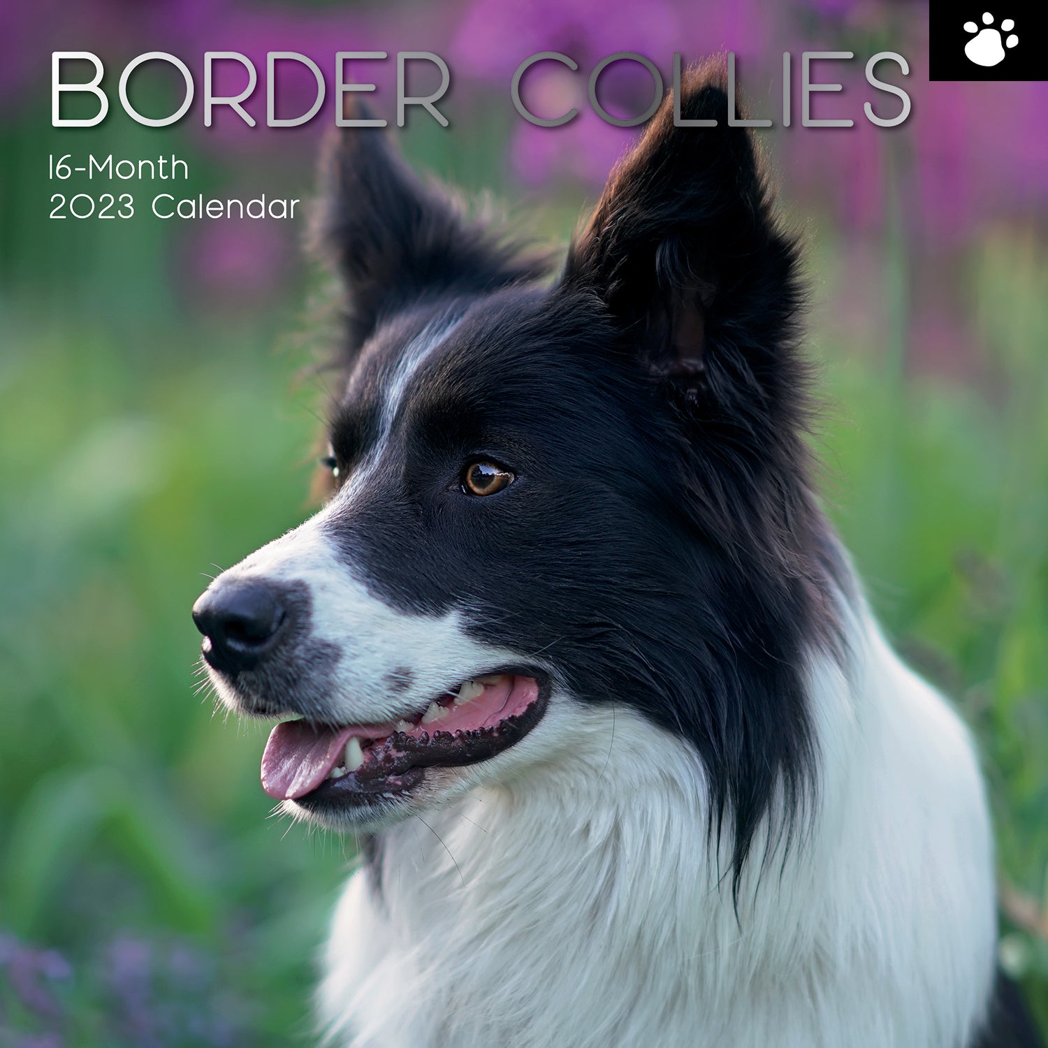 Border Collies - 2023 Square Wall Calendar Pets Dog 16 Months Premium Planner - Zmart Australia