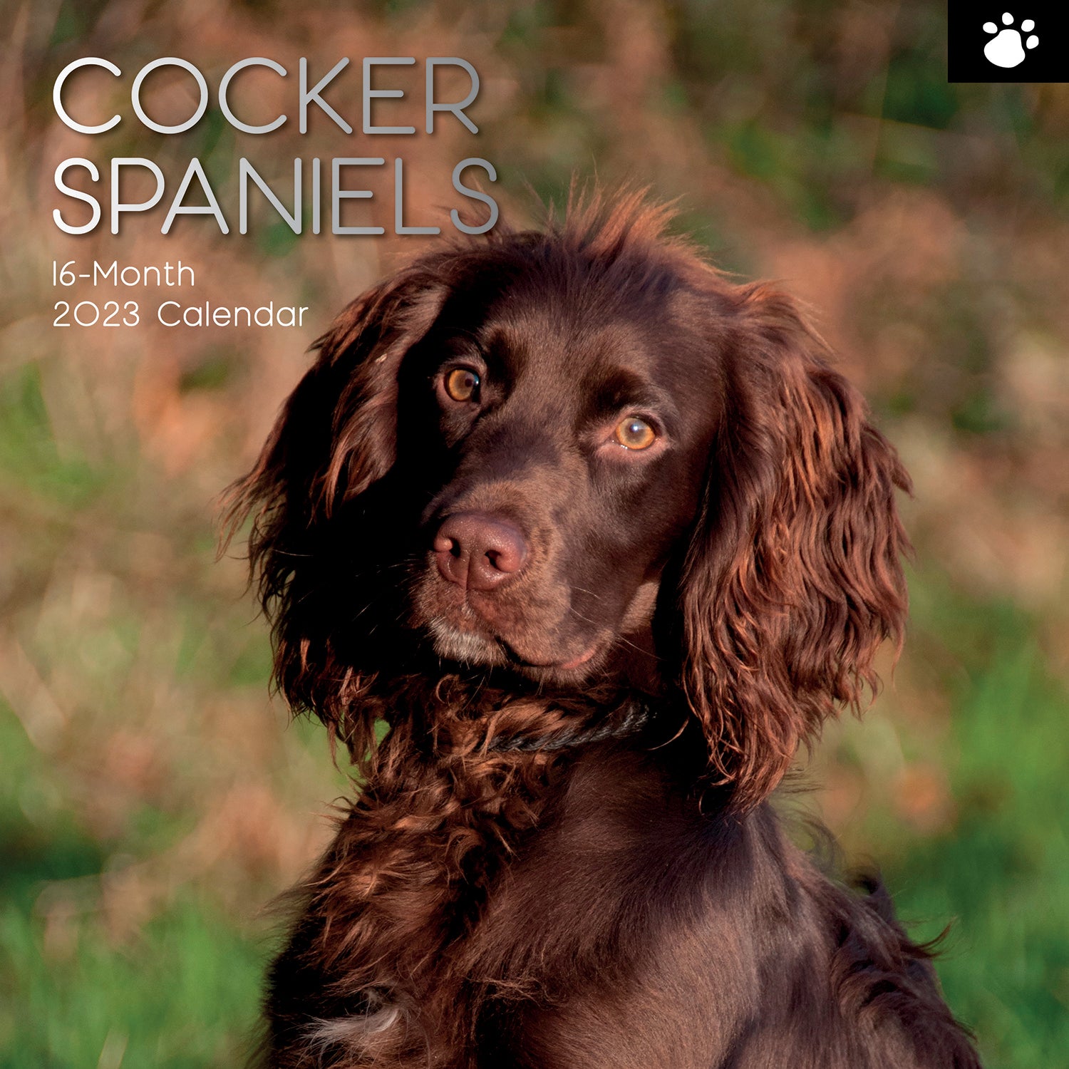 Cocker Spaniels - 2023 Square Wall Calendar Pets Dog 16 Months Premium Planner - Zmart Australia