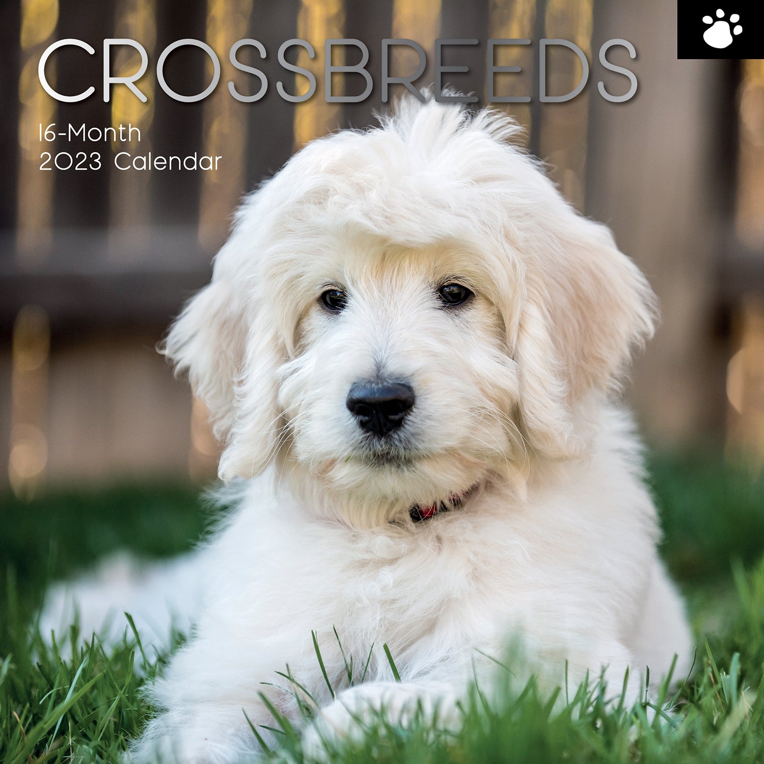 Crossbreeds 2023 Square Wall Calendar Pets Dog 16 Month Premium Planner New Year - Zmart Australia