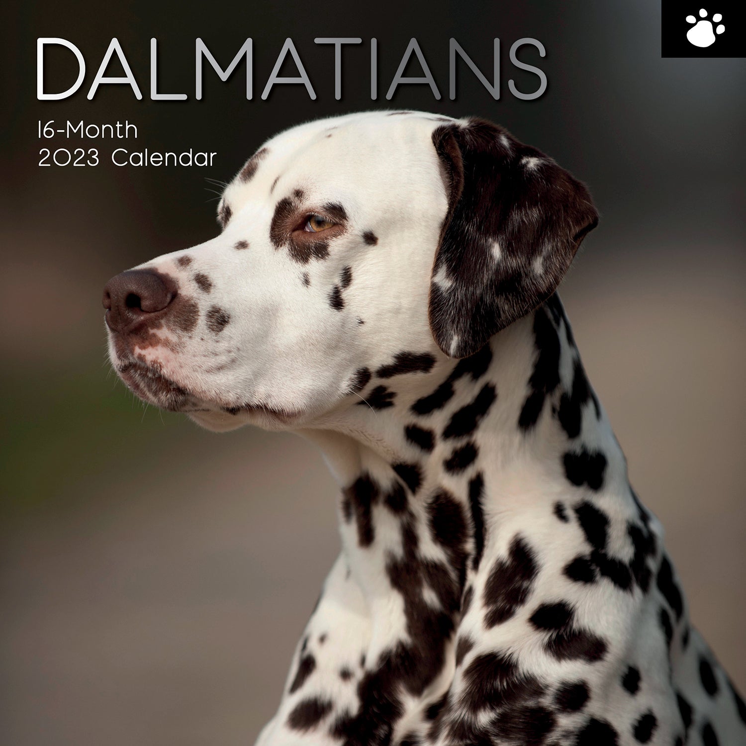 Dalmatians 2023 Square Wall Calendar Pets Dog 16 Months Premium Planner New Year - Zmart Australia