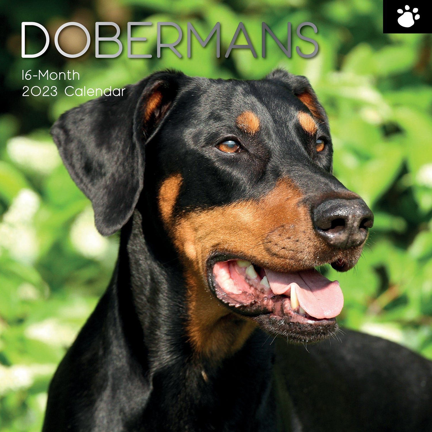 Dobermans - 2023 Square Wall Calendar Pets Dog 16 Month Premium Planner New Year - Zmart Australia