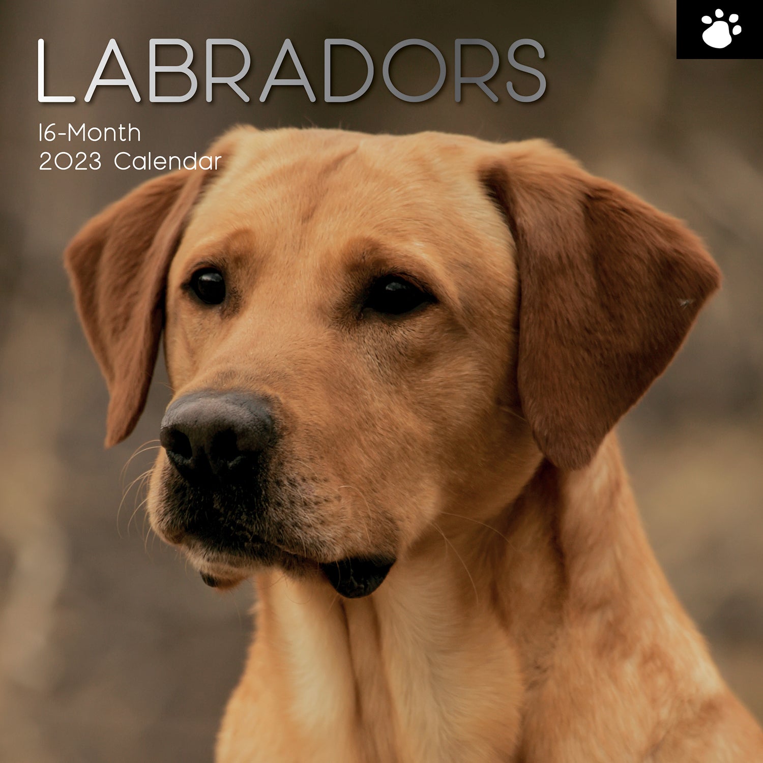 Labradors 2023 Square Wall Calendar Pets Dog 16 Months Premium Planner New Year - Zmart Australia