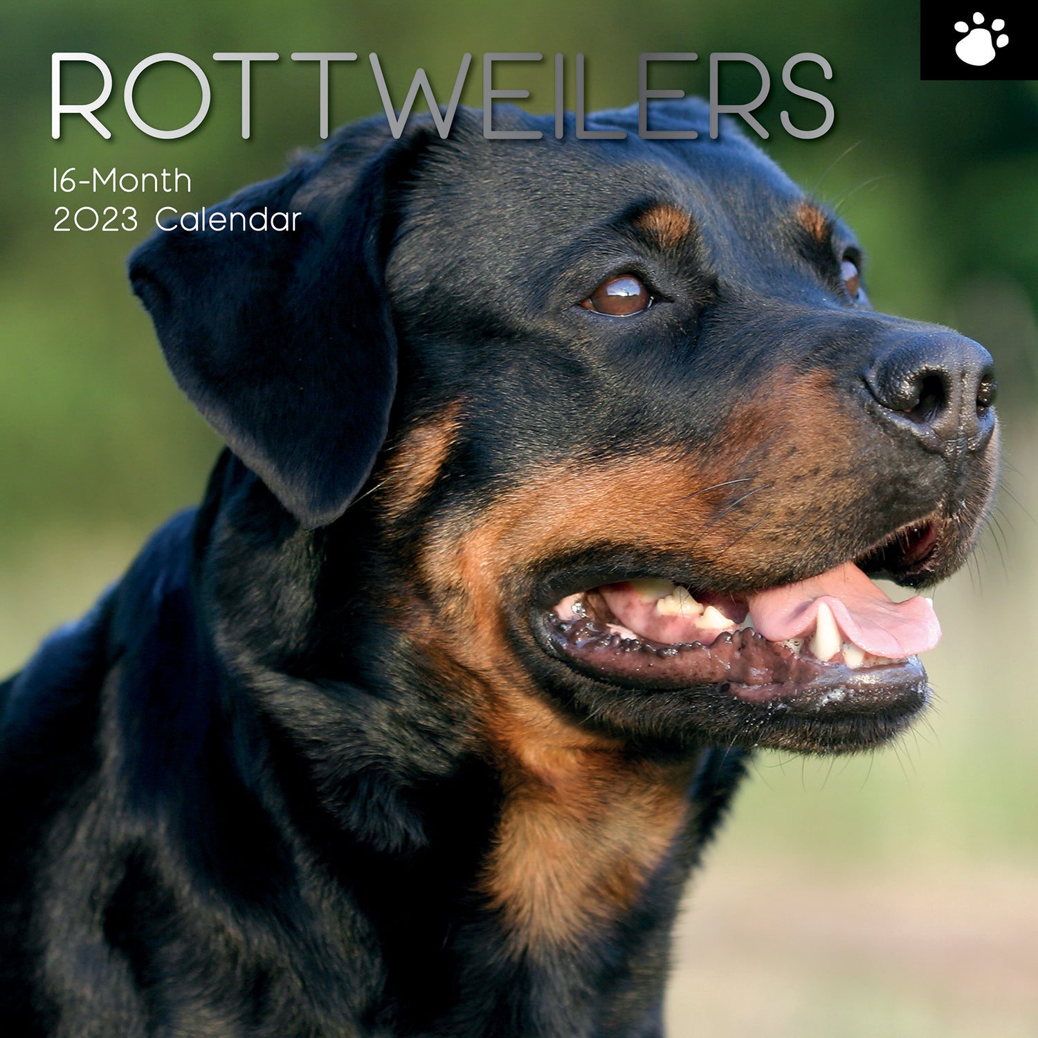 Rottweilers 2023 Square Wall Calendar Pets Dog 16 Month Premium Planner New Year - Zmart Australia