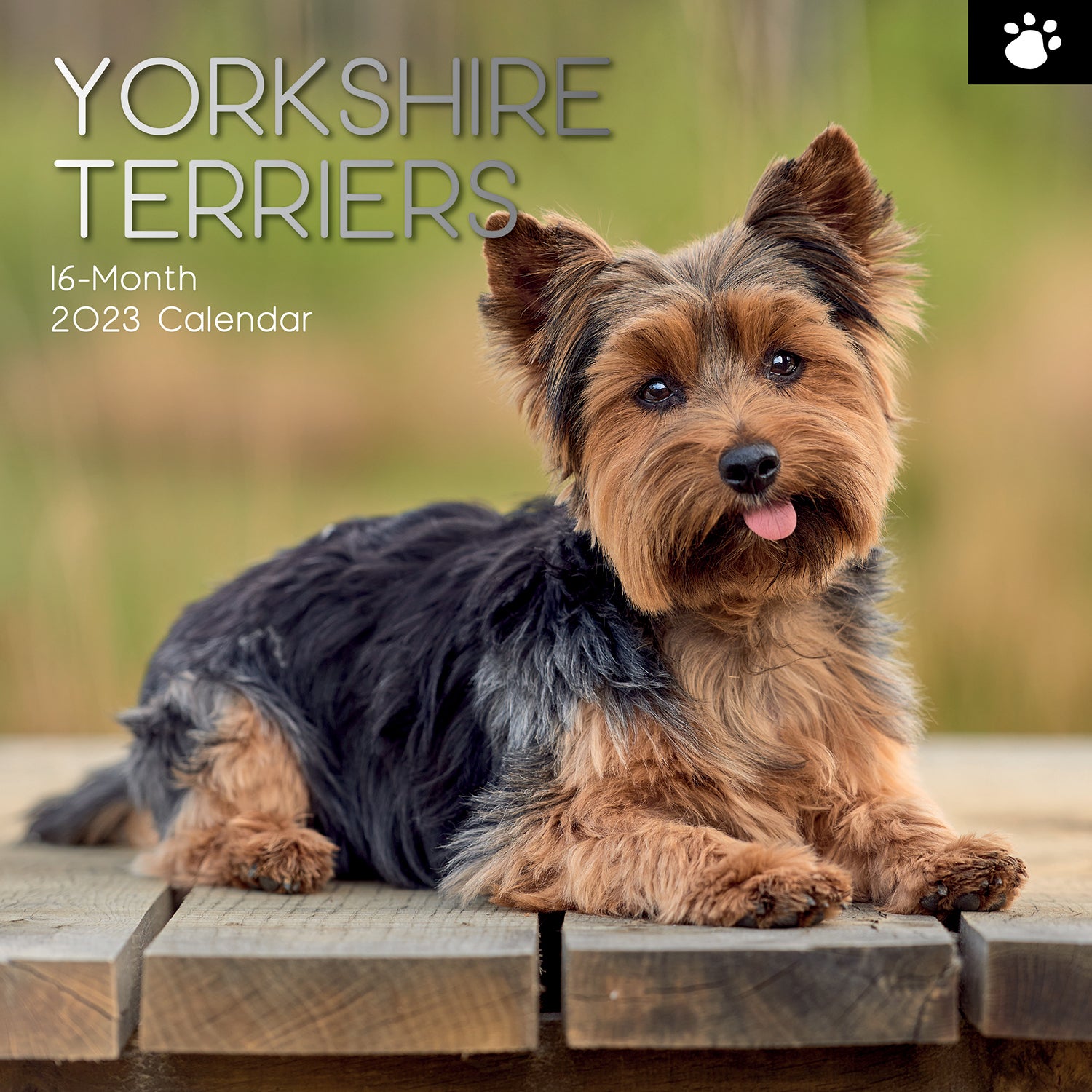 Yorkshire Terriers - 2023 Square Wall Calendar Pets Dog 16 Month Premium Planner - Zmart Australia