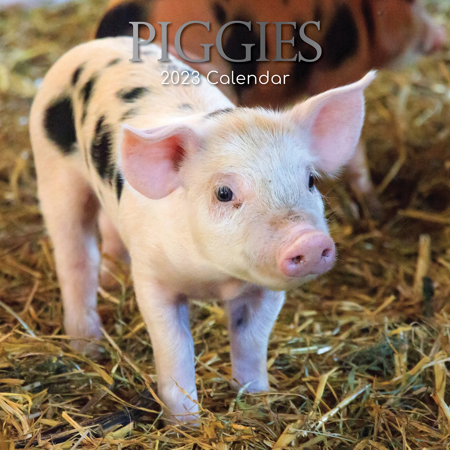 Piggies - 2023 Square Wall Calendar Pets Animals 16 Months New Year Gift Planner - Zmart Australia