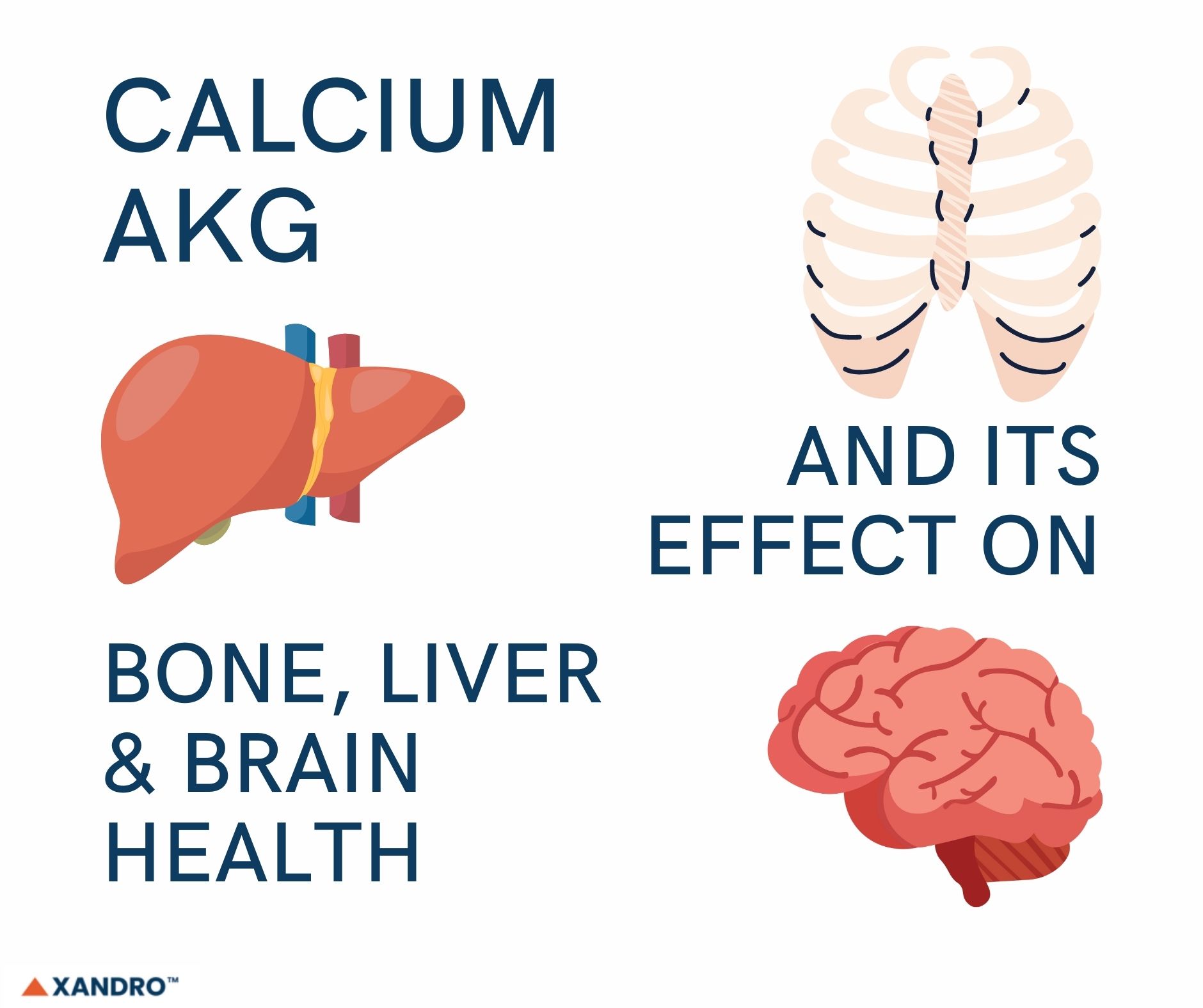 boost-health-with-calcium-akg-bone-liver-brain