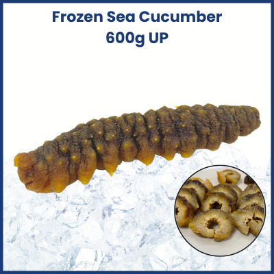 Frozen Sea Cucumber L (600g UP) 猪婆参