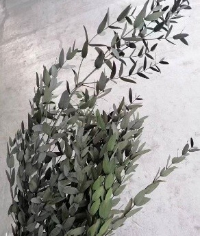 Hana, Eucalyptus Leaf Tapering Shape