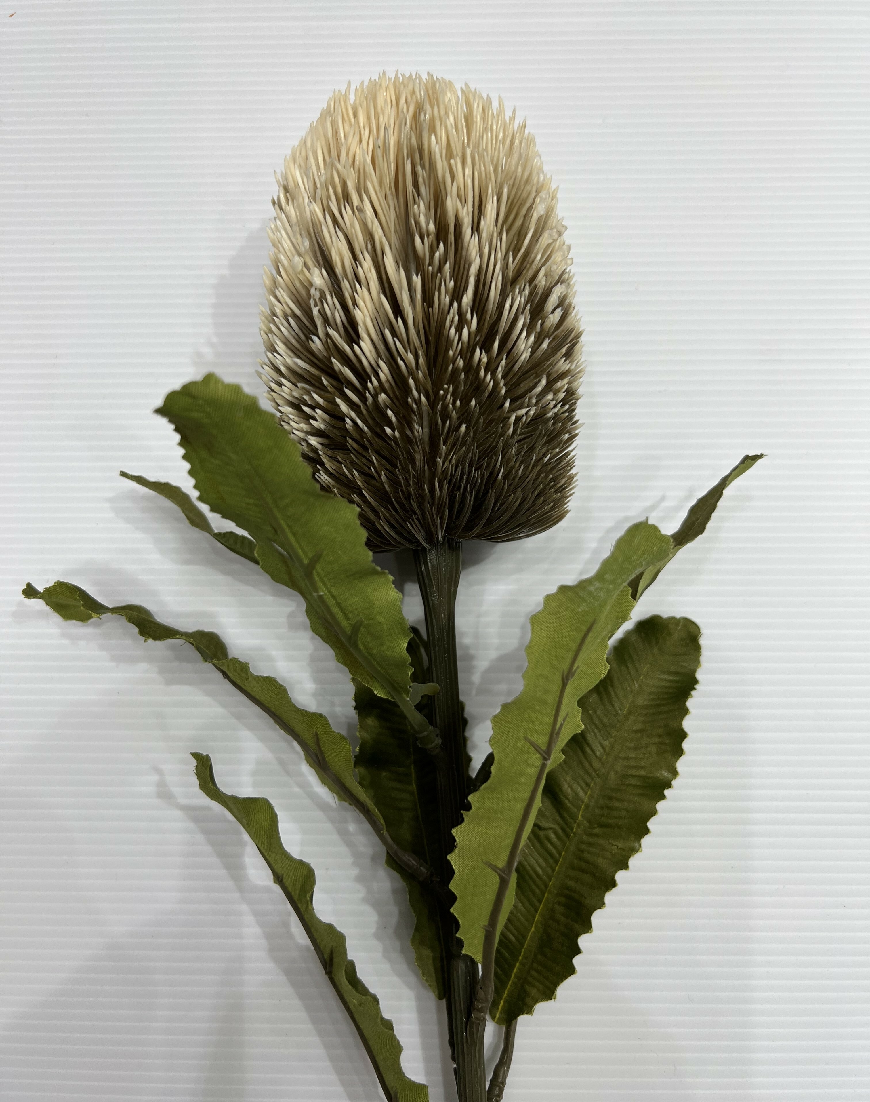 Zoka, Banksia 65cm