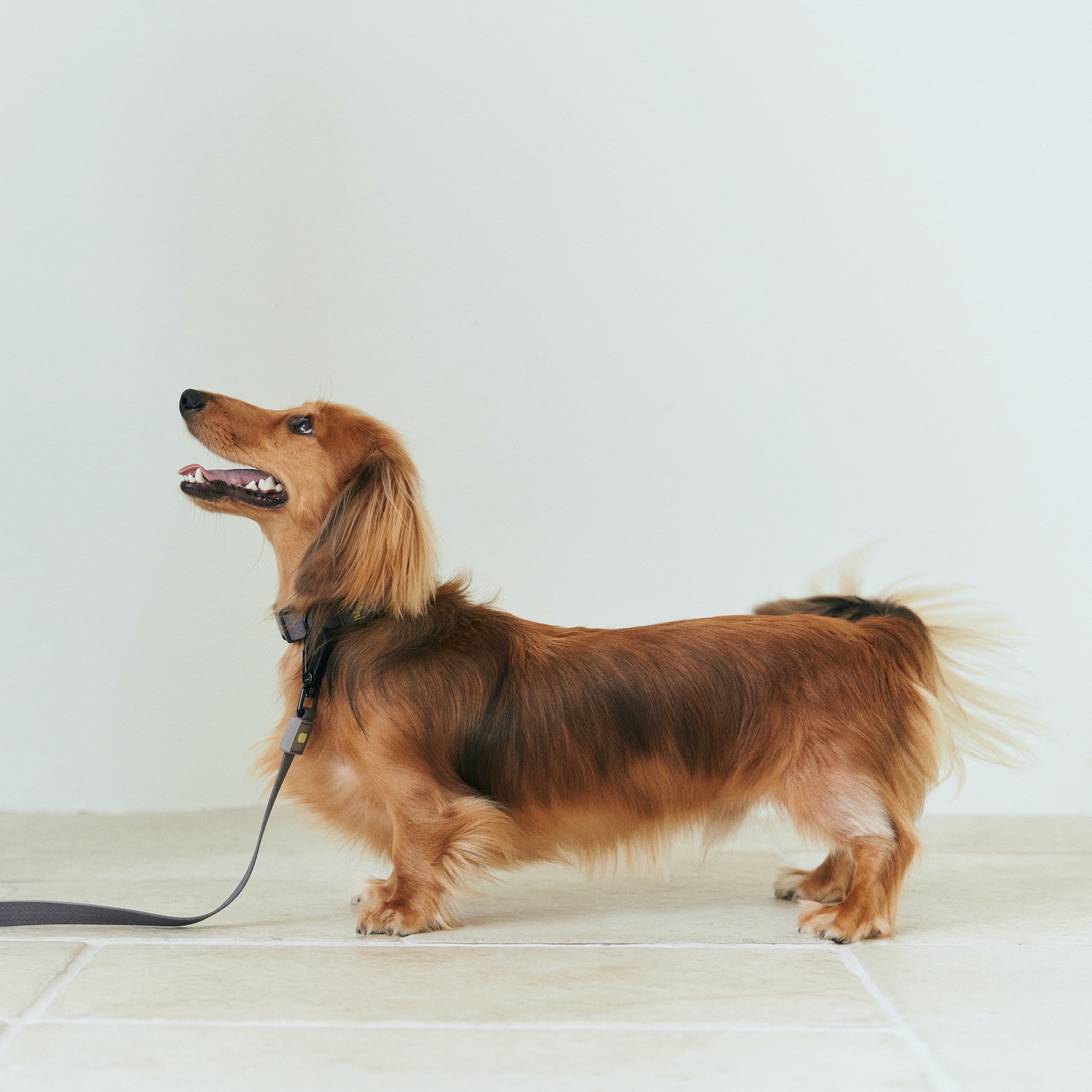 Munikund Waterproof Collar