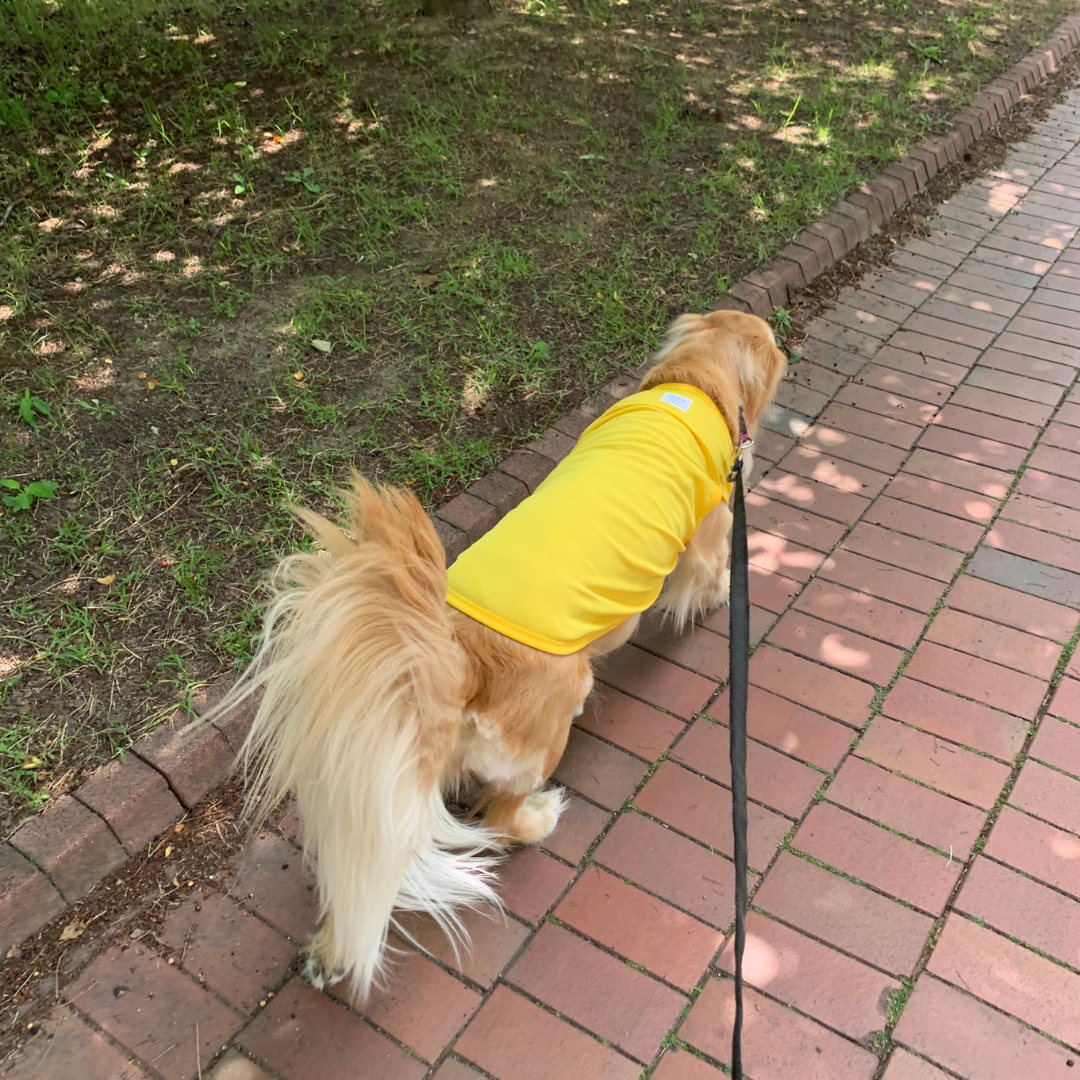 Macaron Cool Vest | Sun Protection