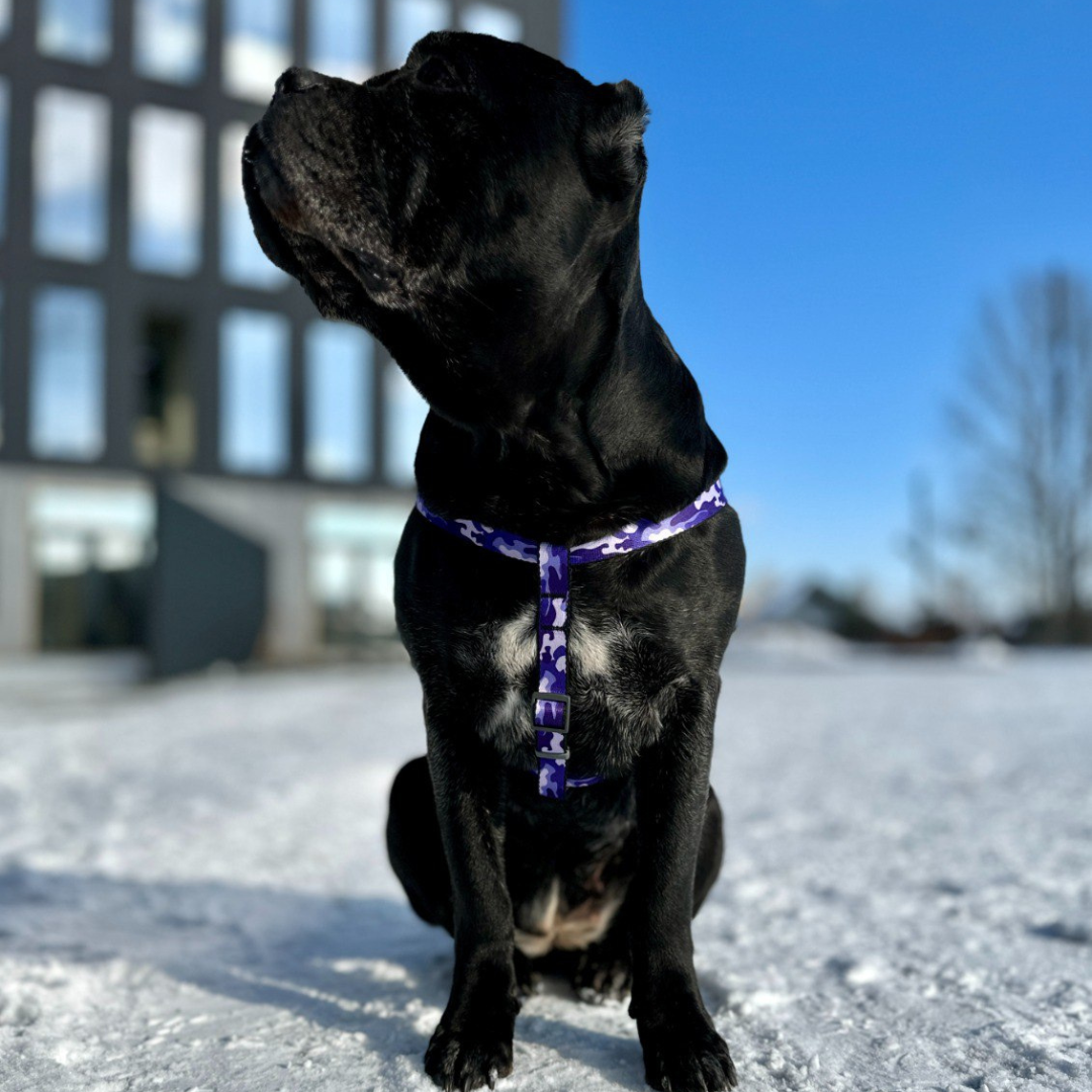 Strap Harness | Free ID Pet Tag
