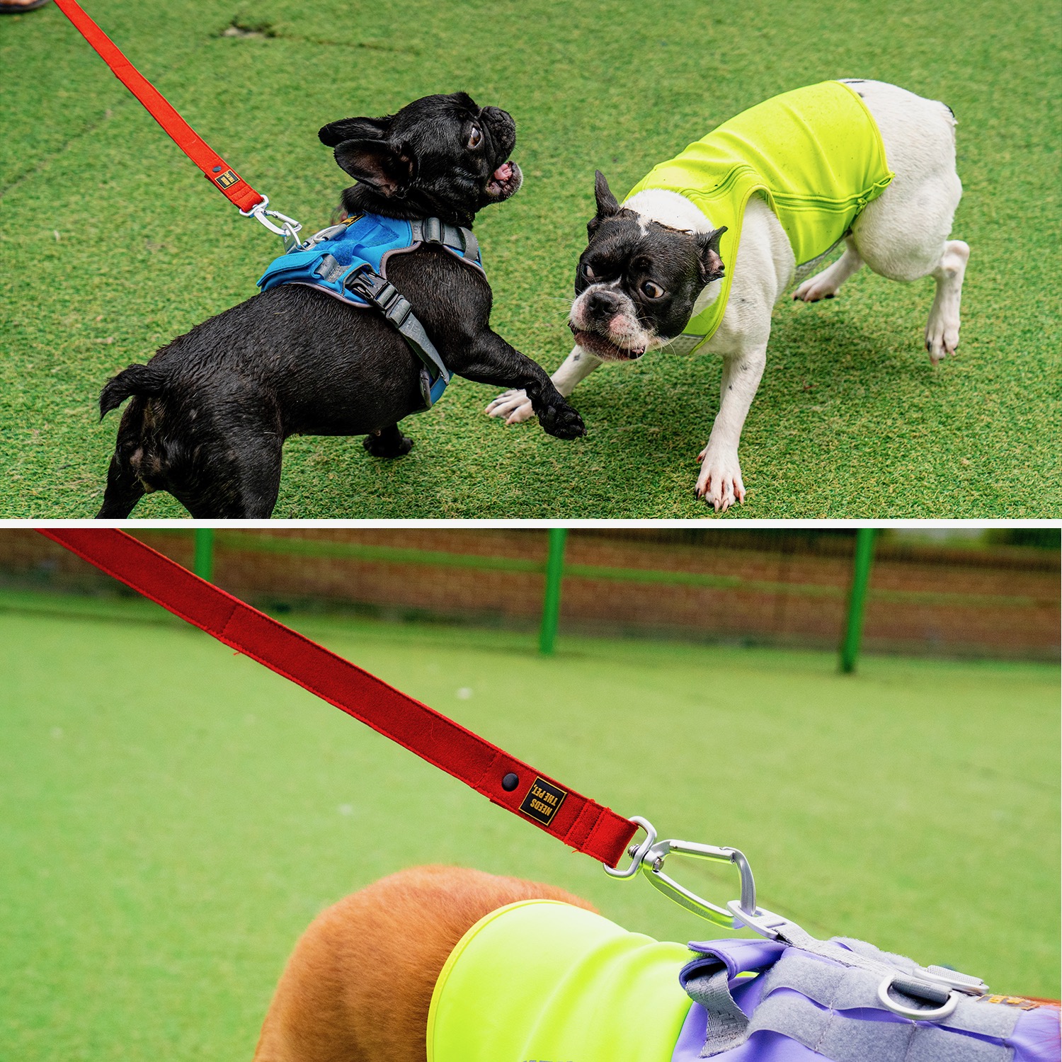 Quality Leash for Dogs Collections Barkaberry