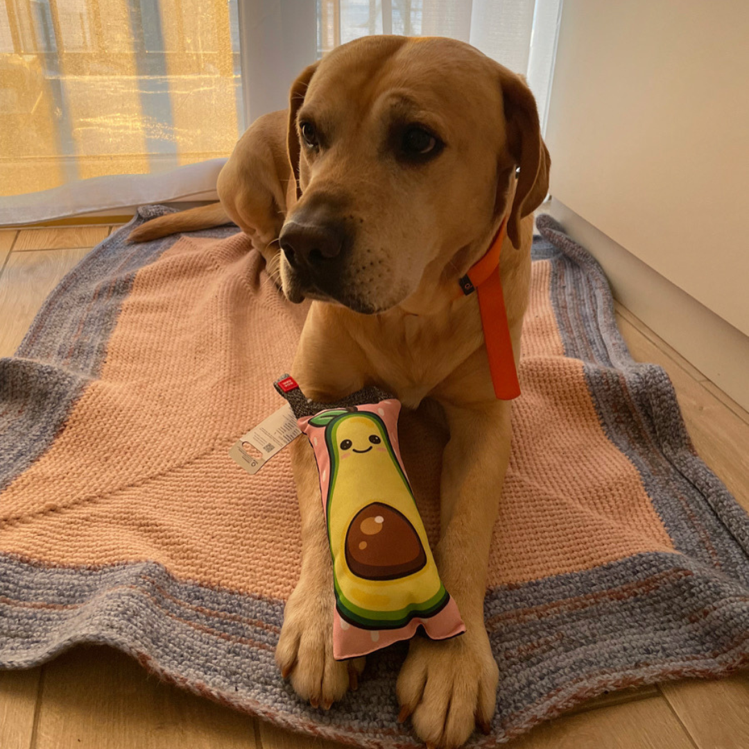 Squeaky Toy with Handle | Hypoallergenic