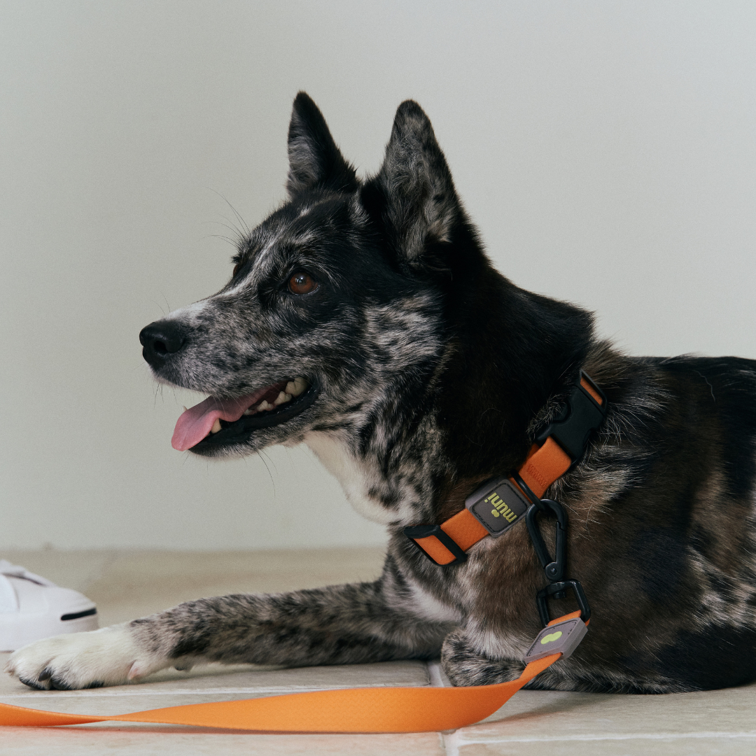 Munikund Waterproof Collar