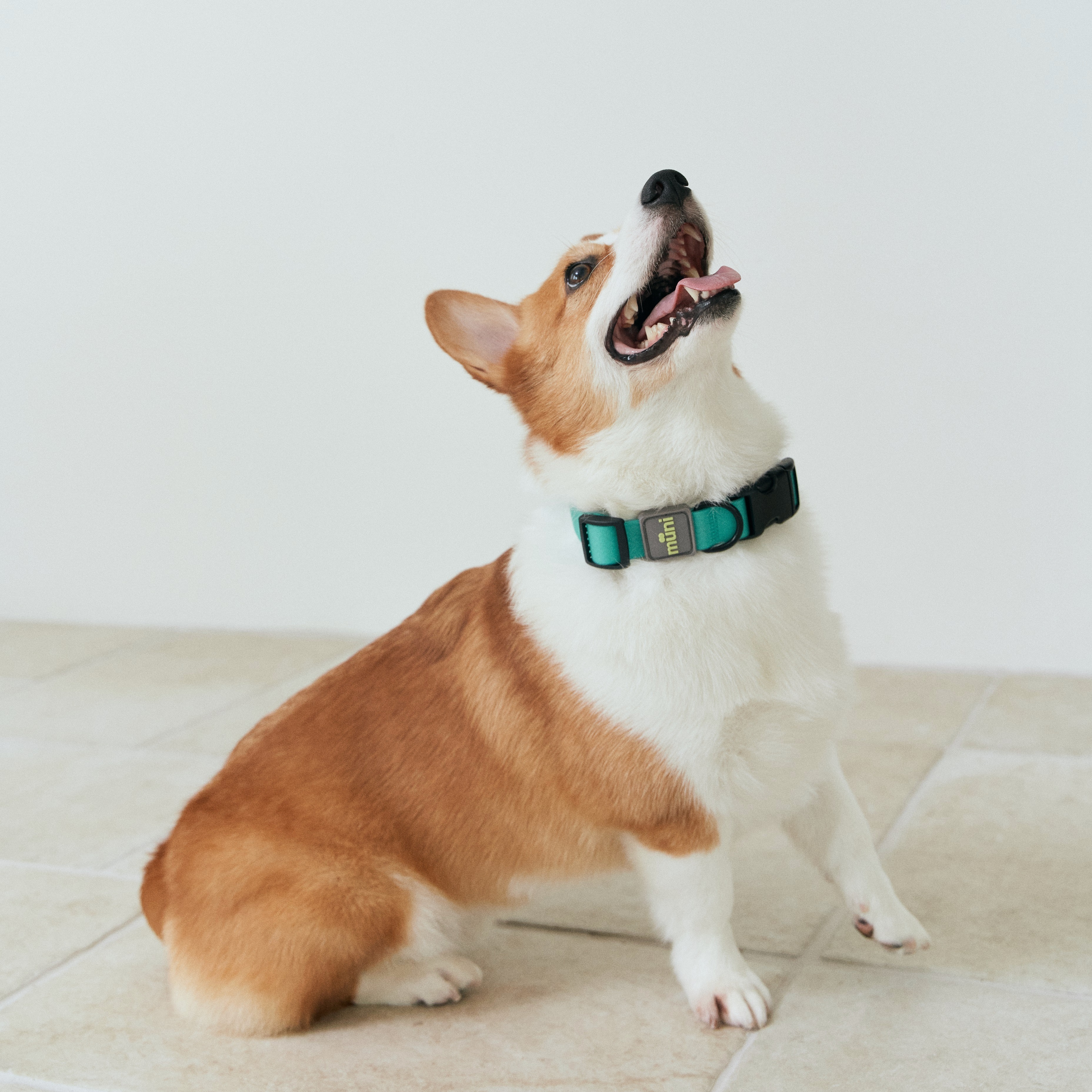 Munikund Waterproof Collar