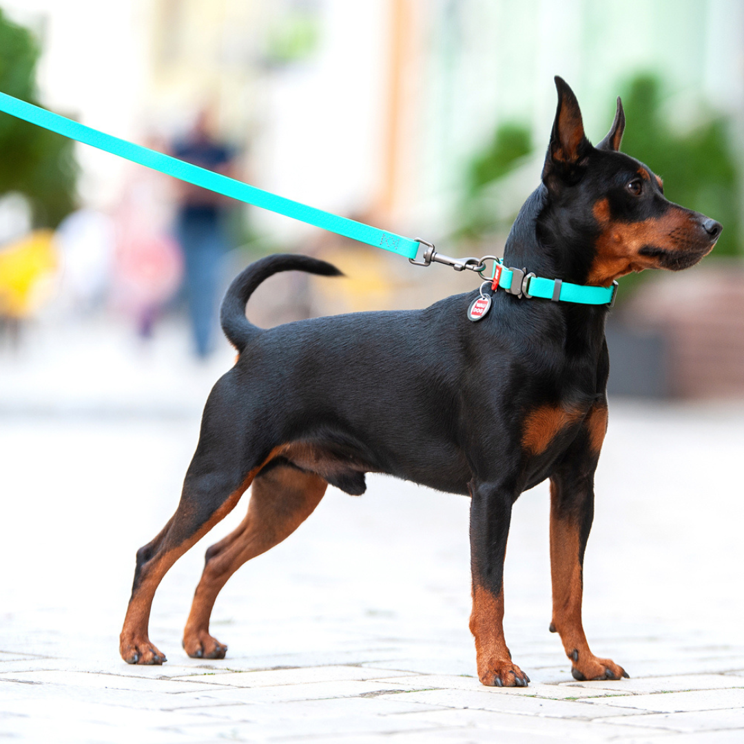 WAUDOG Waterproof Leash | Glow in the Dark