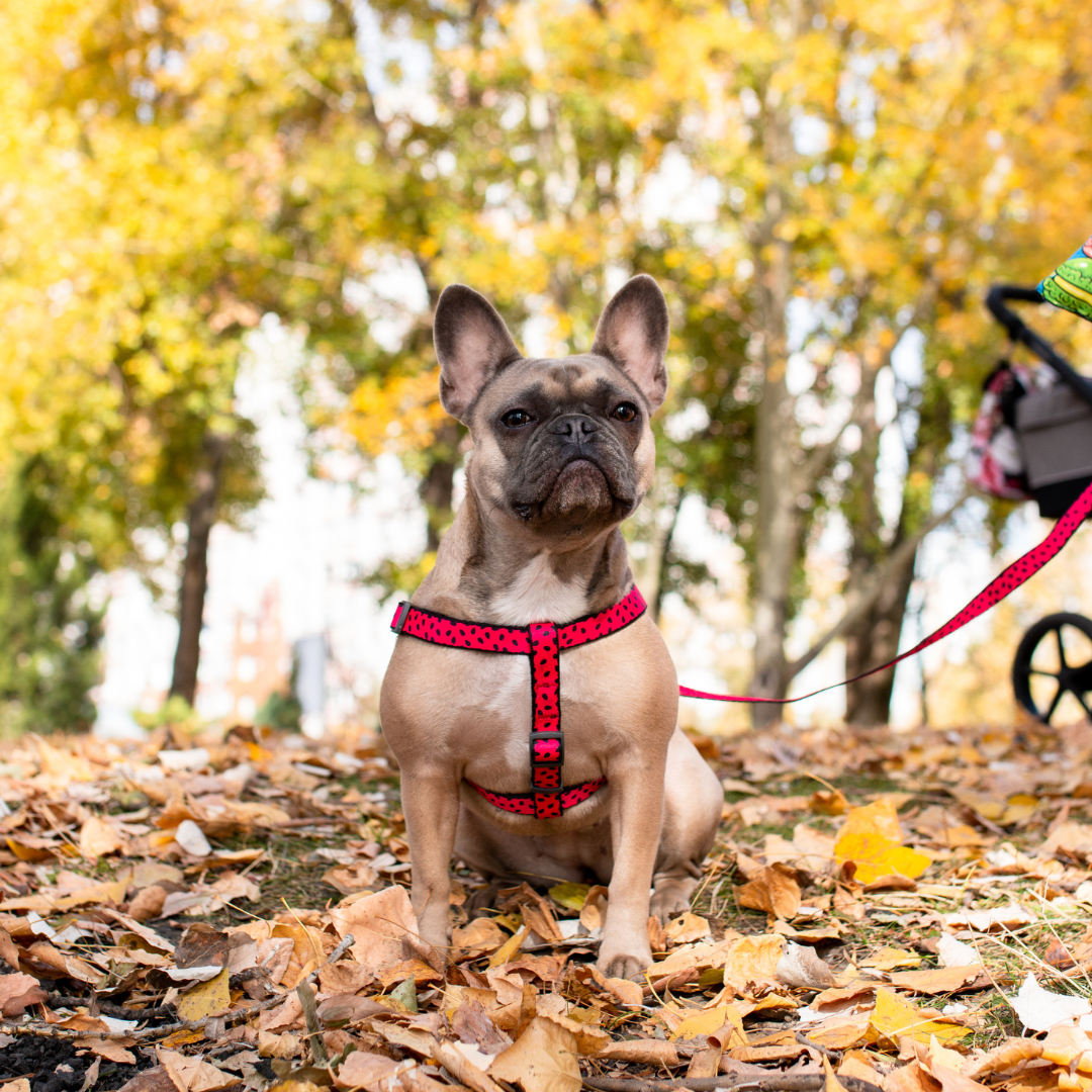 Small Pet Harness | Free ID Pet Tag