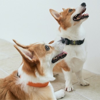 Munikund Waterproof Collar