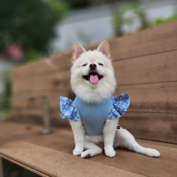 Dog Fashion