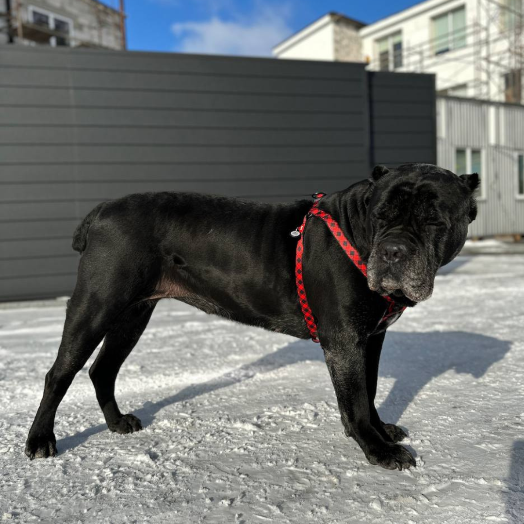 Strap Harness | Free ID Pet Tag