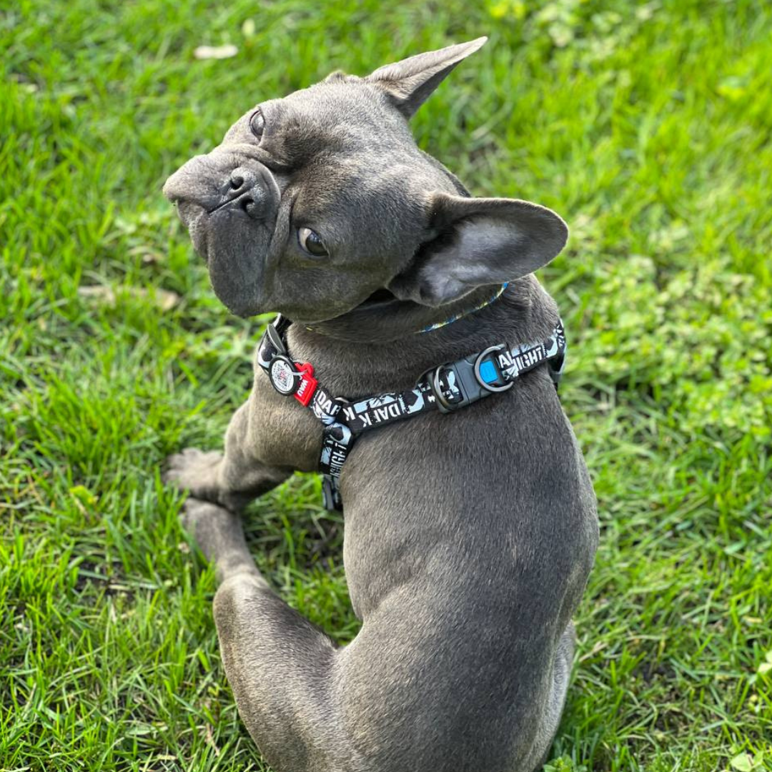Strap Harness | Free ID Pet Tag