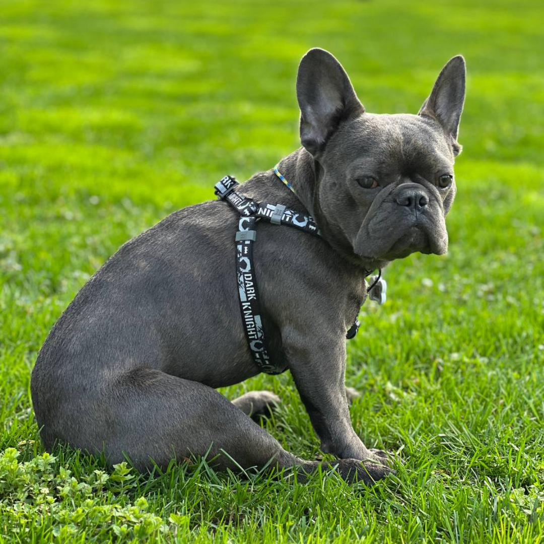 Strap Harness | Free ID Pet Tag