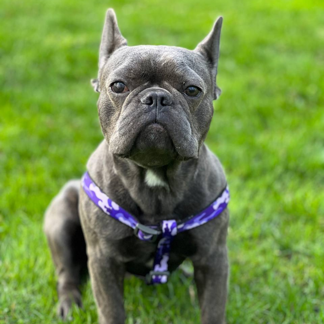 Strap Harness | Free ID Pet Tag