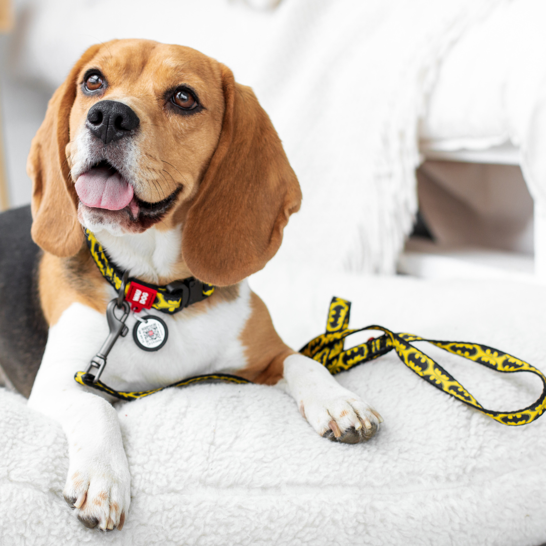 DC Comics Nylon Leash