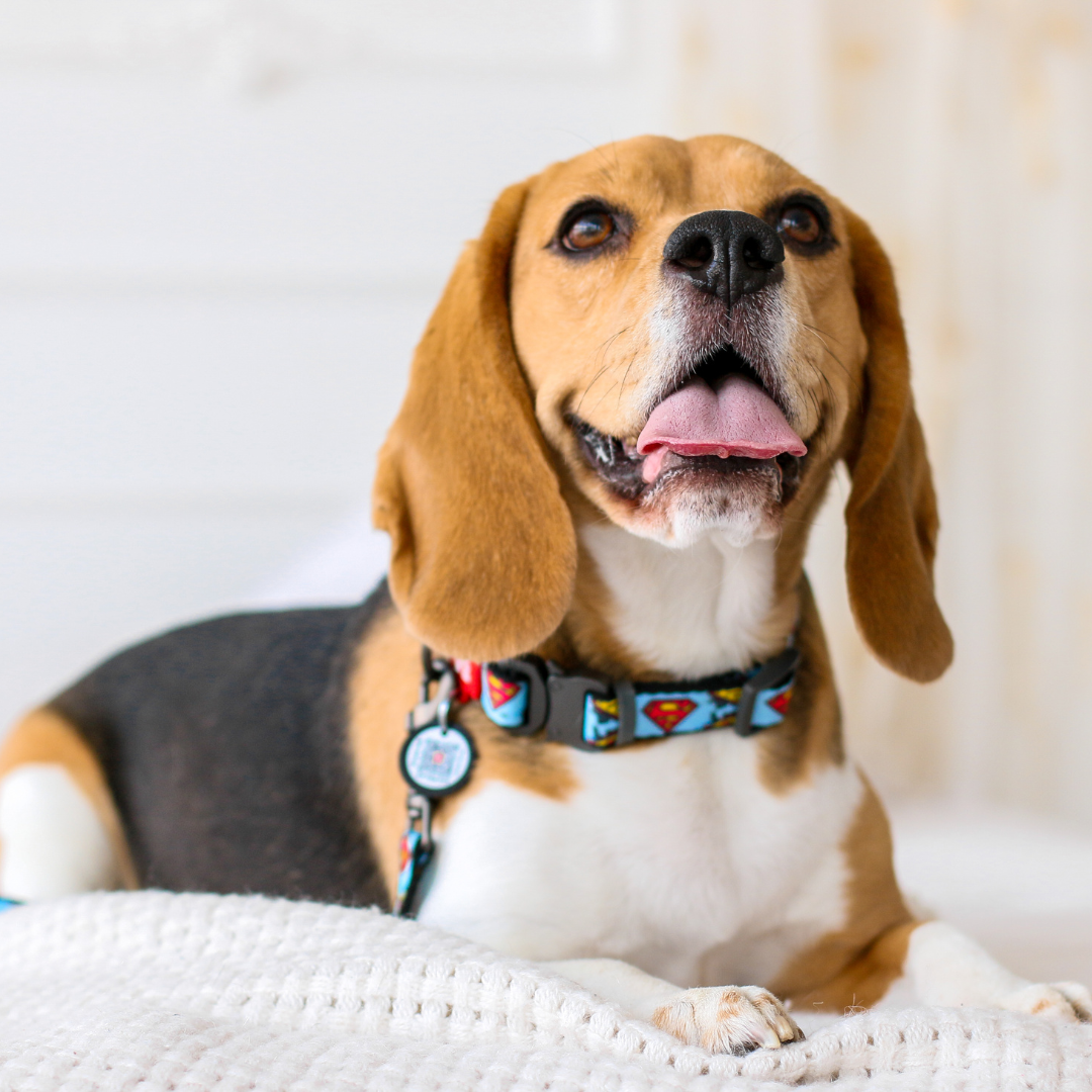 DC Comics Nylon Leash