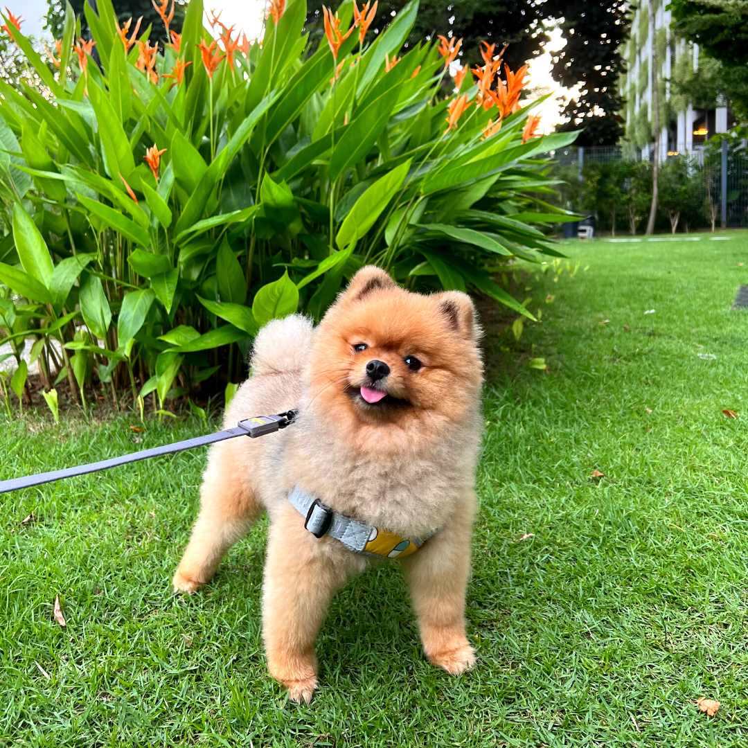 Cotton LED X-Shape Harness