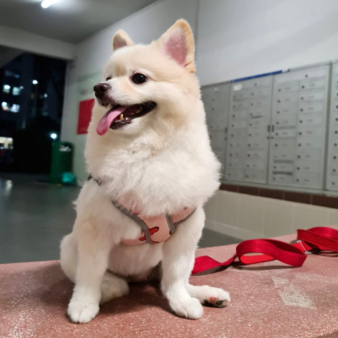 Cotton LED X-Shape Harness