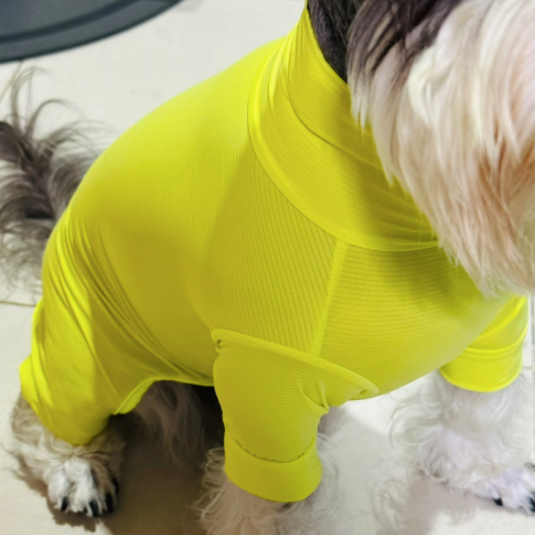 A Trusted Online Pet Shop in Singapore Barkaberry