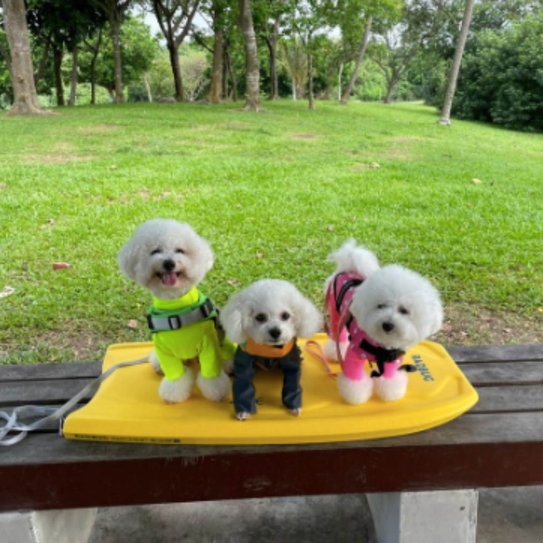 A Trusted Online Pet Shop in Singapore Barkaberry