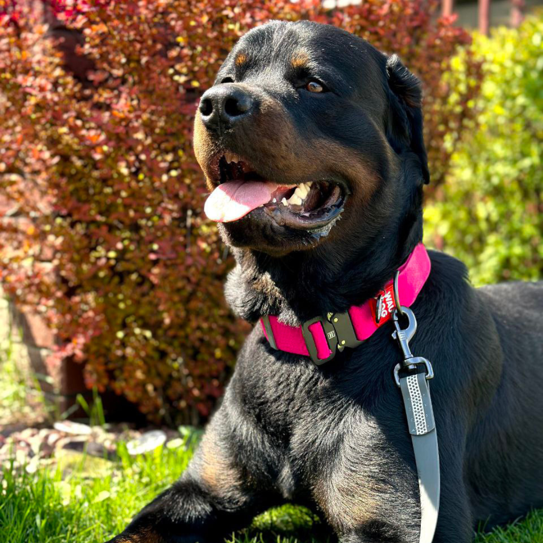 WAUDOG Waterproof Collar | Glow in the Dark