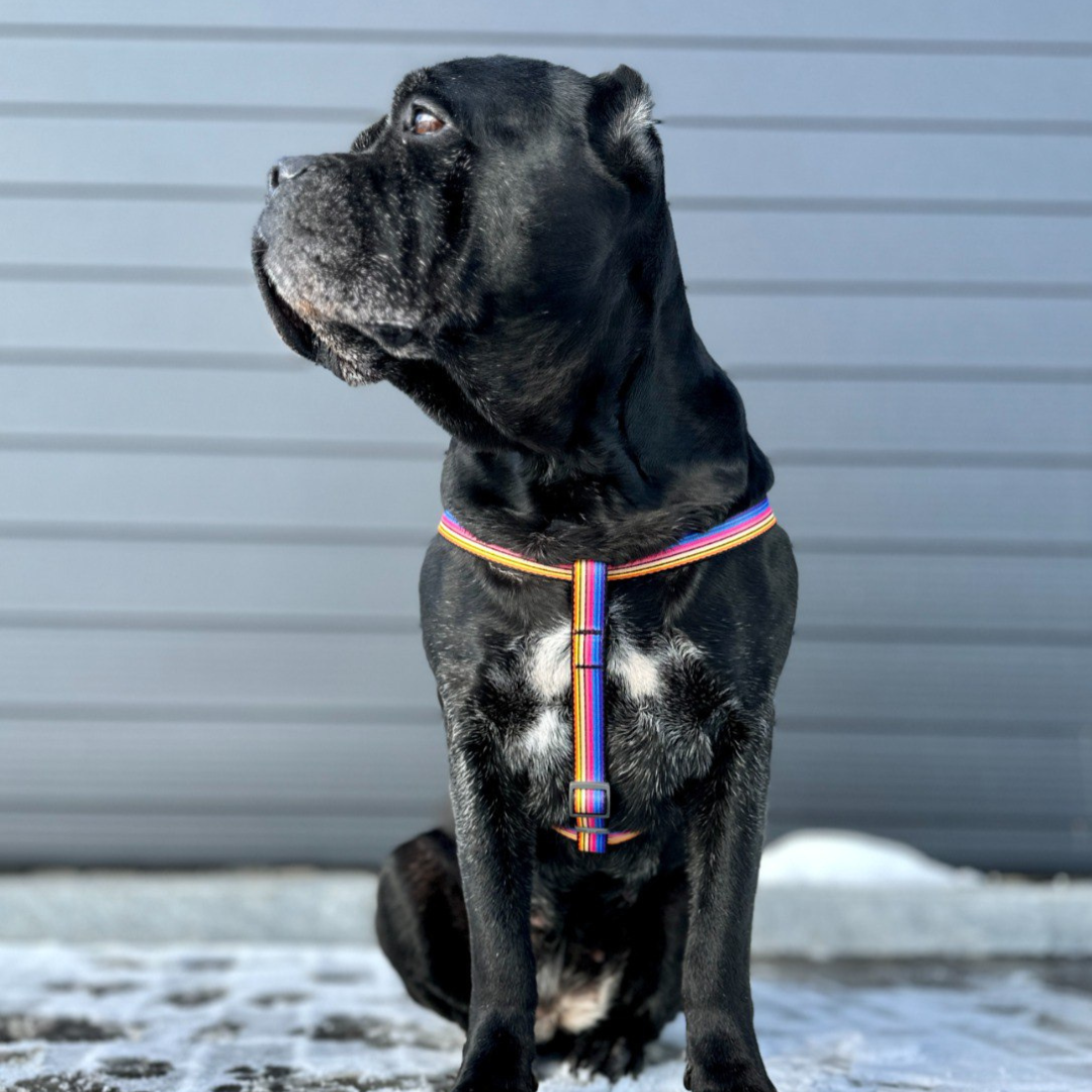 Strap Harness | Free ID Pet Tag