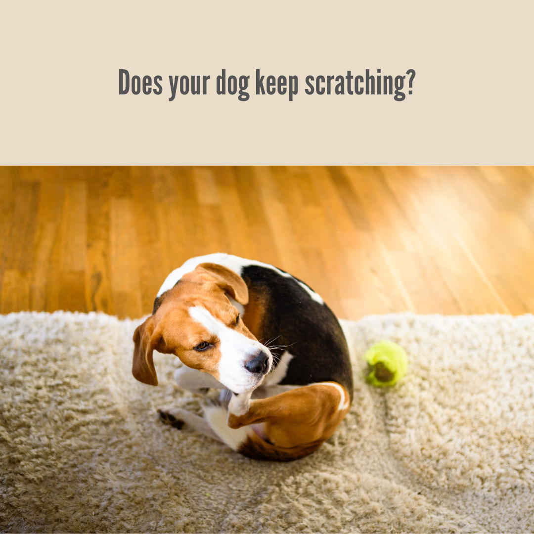 Relax Dog Bed | Hypoallergenic