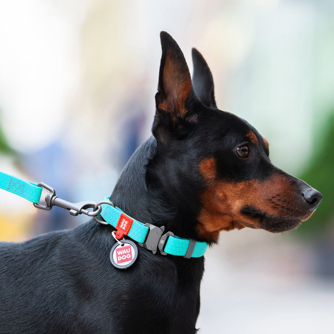 WAUDOG Waterproof Collar | Glow in the Dark