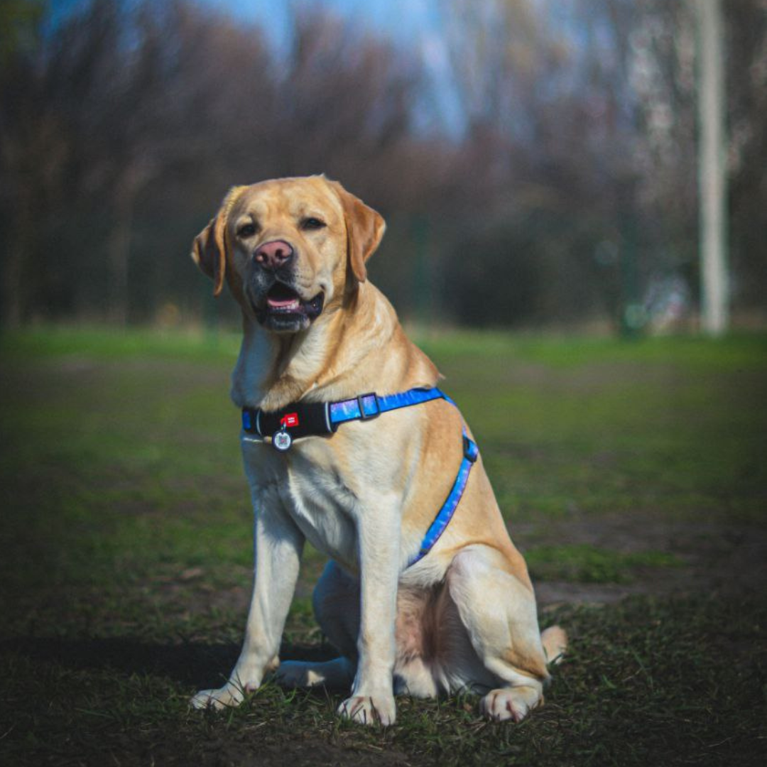 Smart ID Pet Tag (Premium)