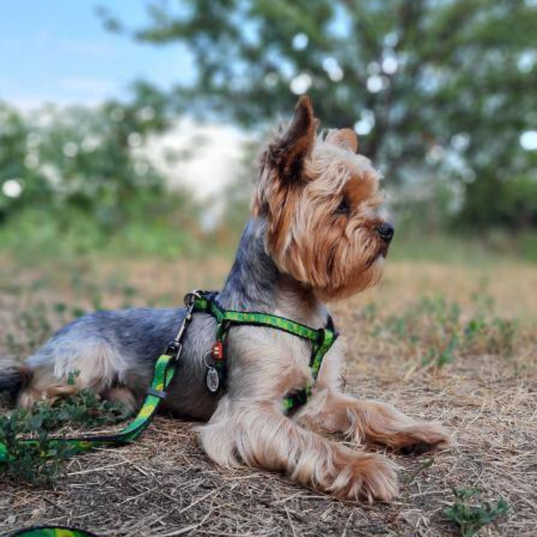 Small Pet Harness | Free ID Pet Tag