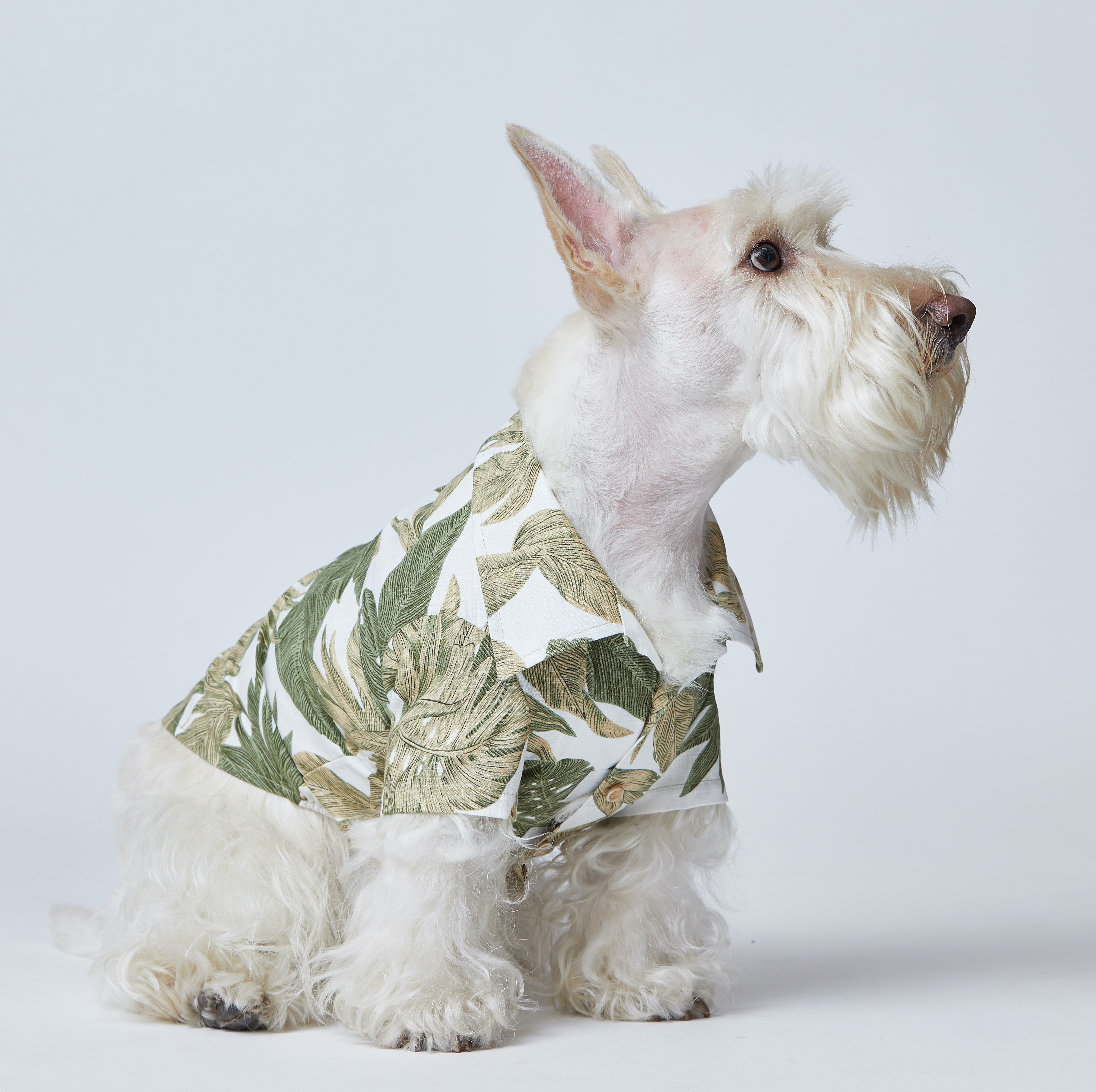 Hawaiian Shirt Forest