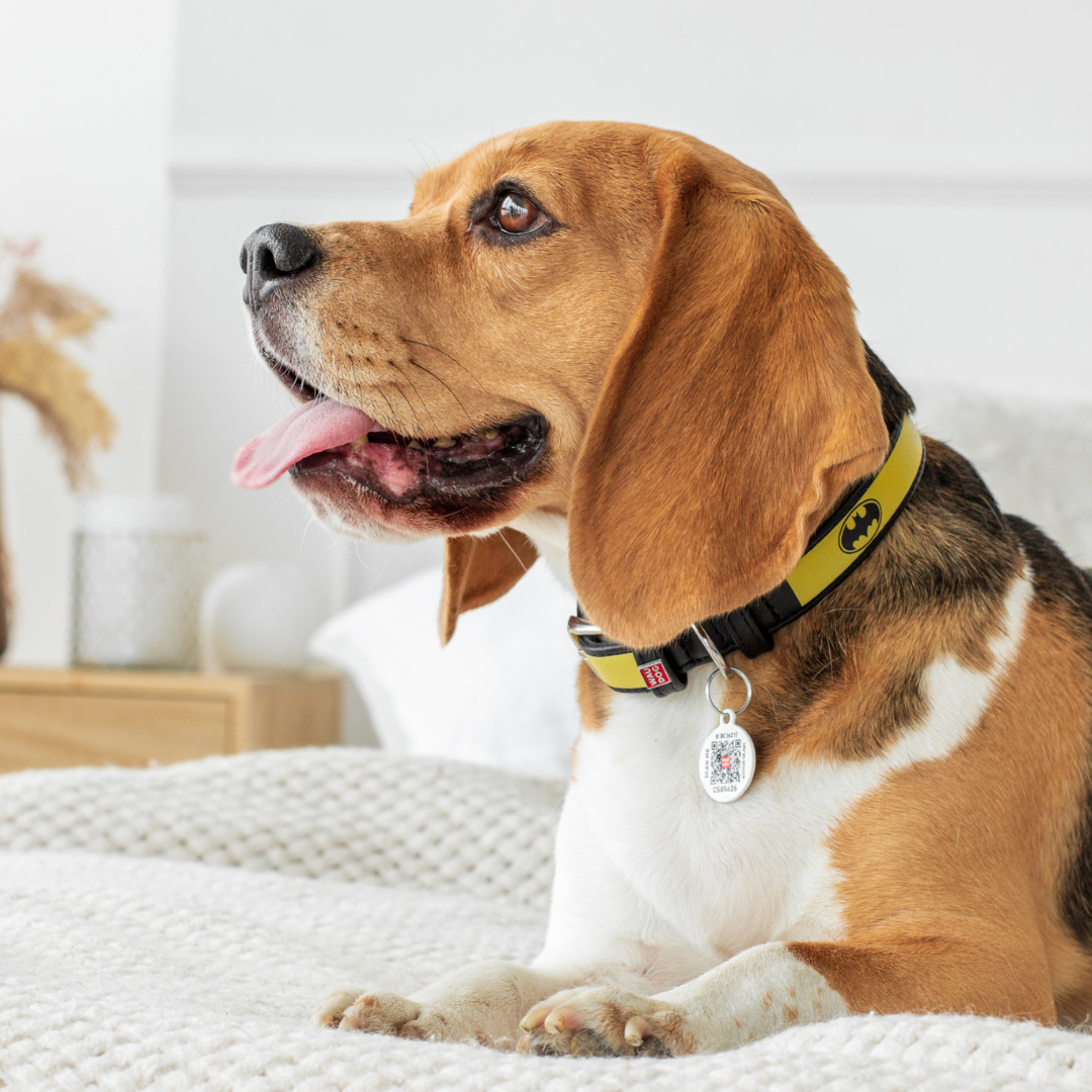 Smart ID Pet Tag (Premium)